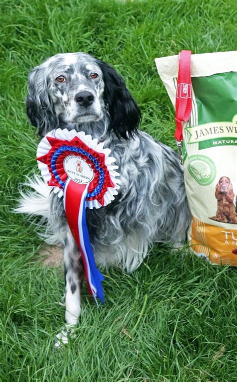 English Setter Riba The Big Winner Best In Show At The Ketton Fun