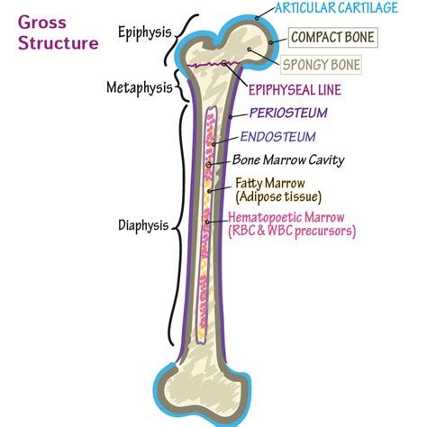 Compact Bone Diagram Ultrastructure Of Bone Components Structure