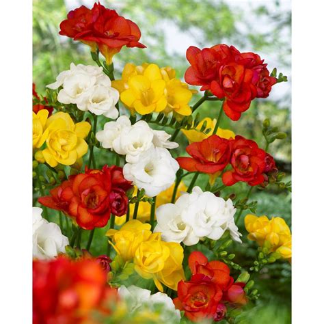 Bloomsz Double Freesia Mix Pack Of 20 9484 The Home Depot