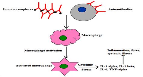 A Review On Macrophage Activation Syndrome Journal Of Pure And