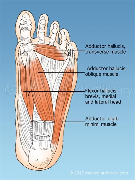 The 19 Muscles Of The Foot The Anatomy Of The Foot Anatomy Of The