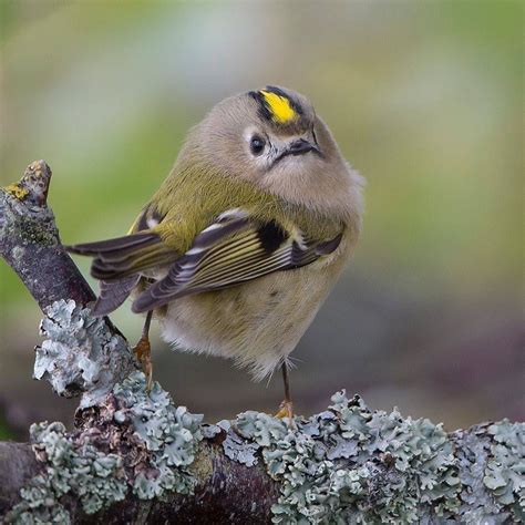 The Goldcrest Is The Smallest European Bird Photo In Sweden By Niclas