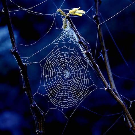Pin By Basia Zaidan 2 On What A Tangled Web We Weave Spider Art