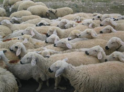 Offrir Un Mouton Pour L Aid - L'Aïd el-Kébir, l'occasion d'offrir le mouton aux plus démunis