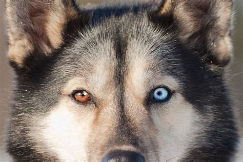 What Is The Rarest Color Of Siberian Husky