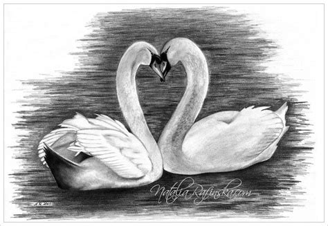 Two Swans Making A Heart Shape With Their Necks