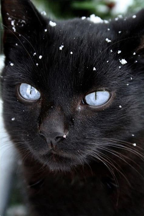 Why Do Most Black Cats Have Yellow Eyes Quora