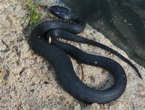 Matron sloan and terence are furious when the new locum doctor goes to the racetrack instead of looking after a patient. Snake In Chesterfield (East Midlands) - Page 2 - Reptile Forums