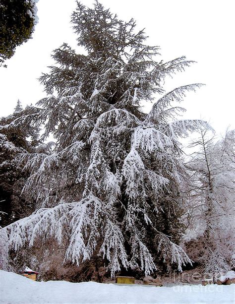 Snow Covered Evergreen Tree Photograph By Ruth Housley