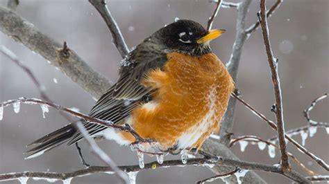 Robins In Winter News Sports Jobs Adirondack Daily Enterprise