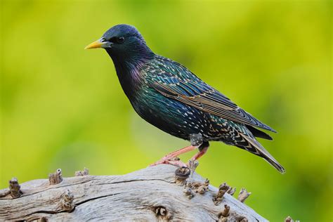 Common Starling By Clive Daelman Birdguides