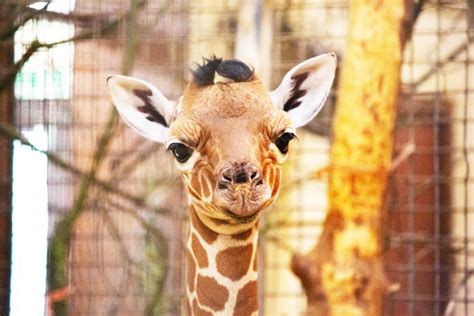 Baby Giraffe Makes Debut At Zsl Whipsnade Zoo Discover Animals