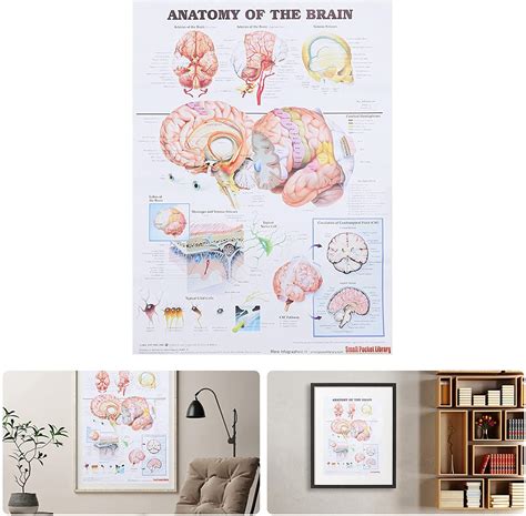 Anatomical Poster Brain Laminated Kastwave Anatomical Chart Of The