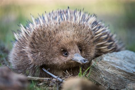 Echidna With A Face Full Of Ants Sean Crane Photography