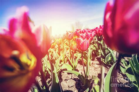 Tulip Flowers Field In Spring Sunny Blue Sky Photograph By Michal