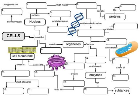 This Graphic Organizer Concept Map Organizes The Cell Structures