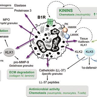 PDF Functional Interrelationships Between The Kallikrein Related