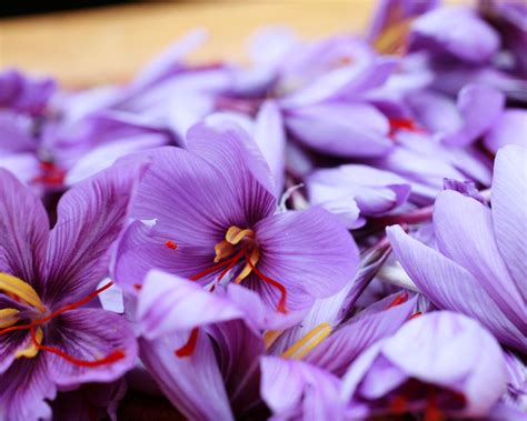 How To Grow Saffron A Step By Step Guide To Grow Saffron