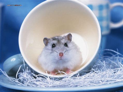 Cute Hamster Wallpapers Wallpaper Cave