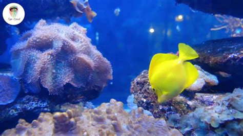 Stunning Coral Reef Aquarium Collection Calm Music Sleep Study