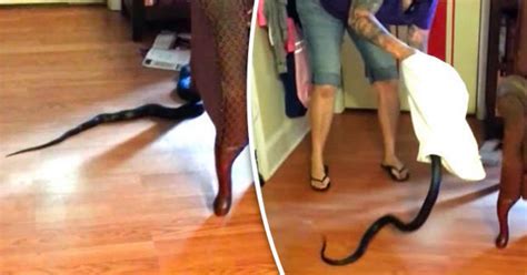 Hero Woman Wrestles Monster Snake After It Slithers Into Her Living