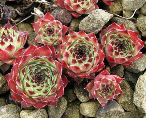 An introduction to growing alpine plants - Alpine Garden Society