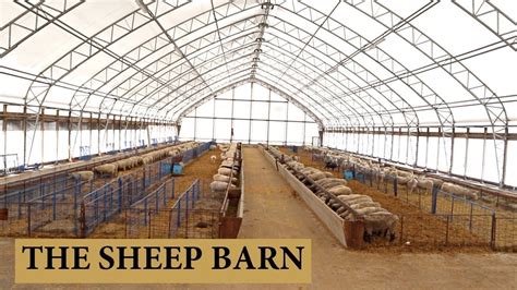 Our Sheep Barn Design And Layout Vlog 125 Cattle Farming Goat Farming