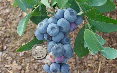 Buy Titan Rabbiteye Blueberry Vaccinium Ashei 1 Gallon Blueberry
