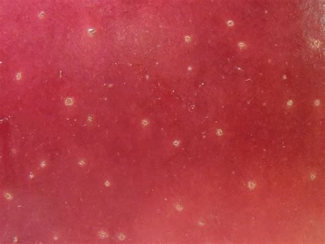 Red Apple Skin Close Up Free Stock Photo Public Domain Pictures