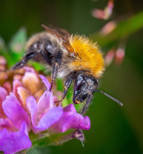 Bumble Bee On Yellow Daisy · Free Stock Photo