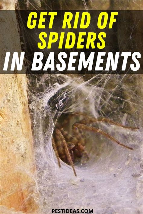 How To Get Rid Of Brown Recluse Spiders In Your House Naturally Wiki Hows