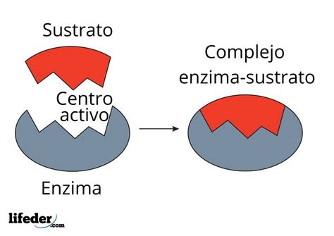 Cinética Enzimática Qué Es Conceptos Ecuaciones