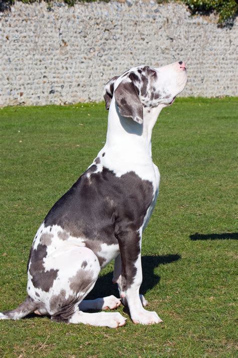Great Dane Puppy Dog Free Stock Photo - Public Domain Pictures