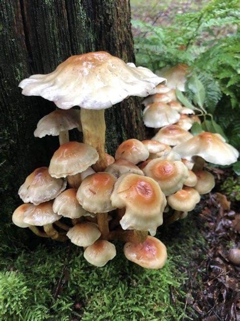 Paddestoelpracht Stuffed Mushrooms Mushroom Pictures Mushroom Fungi
