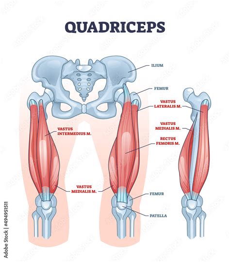 Vektorov Grafika Quadriceps Muscle And Quads Leg Muscular Or Bone
