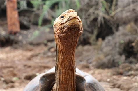 Sex Mad Giant Tortoise Saves His Entire Species From Extinction By