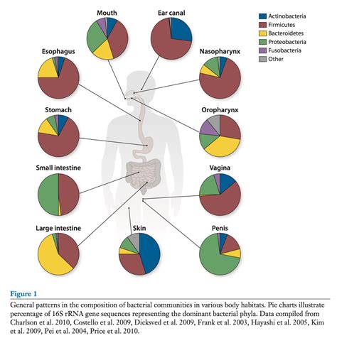 The Ecology Of The Human Microbiome Owlcation