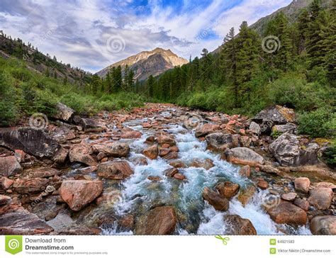 Rapid Mountain River Flows Stock Image Image Of Pine 64921583