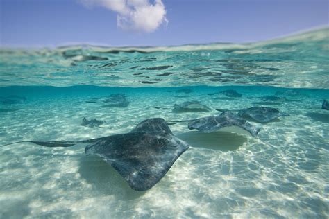 Stingray City Grand Cayman Island The Complete Guide