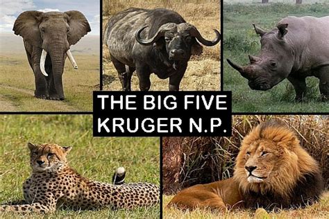 Souvenir Fridge Magnet Of The Big 5 In Kruger National