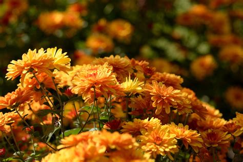 Autumn Flower Pictures For Wallpaper 66 Images
