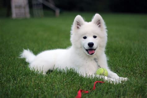 9 5 Months Old Cheap Samoyed Dog Puppy For Sale Or Adoption Near Me