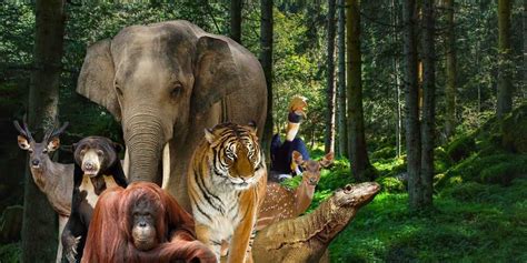 Gambar Kebun Binatang Ragunan Jakarta Gambar Gajah Di Rebanas Rebanas