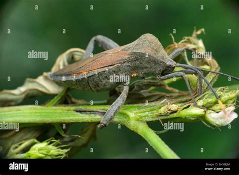 Bug Hemiptera India Banque De Photographies Et Dimages à Haute