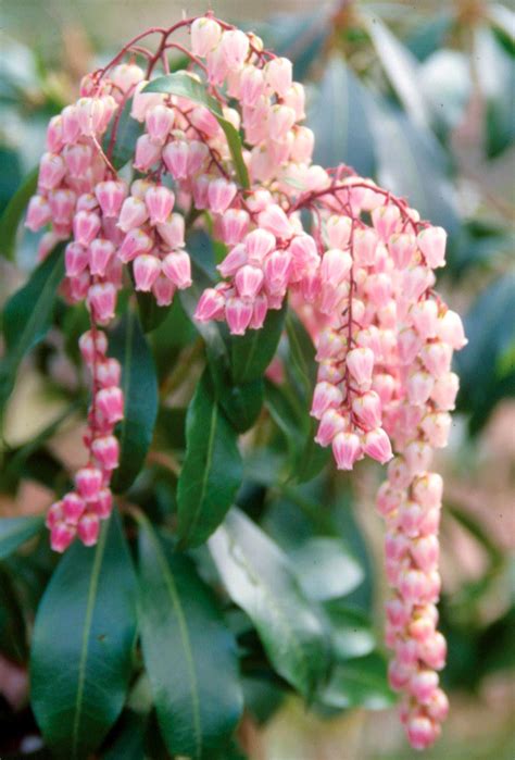 Lily Of The Valley Shrub