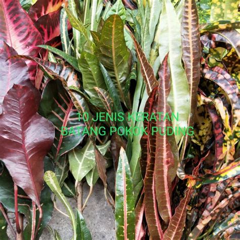 Din buat keratan batang pokok telinga kera (tradescantia albiflora). 10 jenis keratan batang pokok puding | Shopee Malaysia