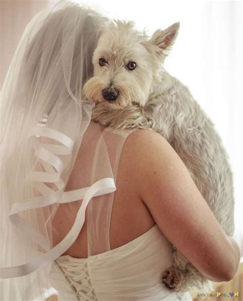 Tiernas Fotos De Perros Abrazando A Sus Respectivos Due Os