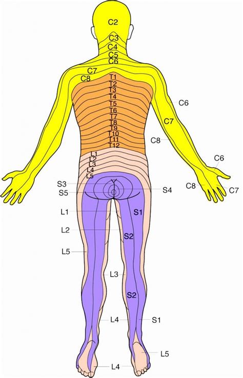 Dermatomes Map Images In Collection Page Printable Dermatome