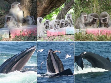 Strongest Evidence Of Animal Culture Seen In Monkeys And Whales Wired