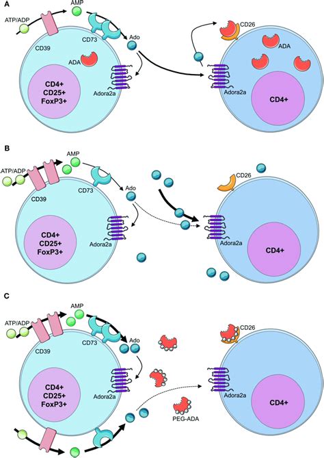 Loss Of Regulatory T Cell Function In Ada Scid A By Concomitant